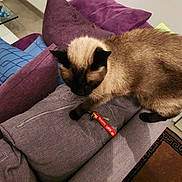 Chipie participe au concours pour gagner de l'argent avec cette photo : animal, cat, couch, cozy, curious, cushion, feline, fur, furniture, home, indoor, keychain, keys, living_room, mammal, paw, pet, purple_couch, resting, siamese_cat