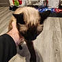 animal, black, blur, brown, cat, domestic, ear, floor, furniture, hand, holding, home, indoor, paw, person, pet, shoes, shopping_bag, siamese_cat, wooden_floor