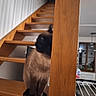Chipie participe au concours pour gagner de l'argent avec cette photo : animal, black, blurred_background, brown, cat, curious, domestic, floor, furniture, home, house, indoor, light, mammal, pet, railing, siamese, stairs, window, wood