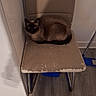 animal, beige, brown, bucket, cat, chair, cozy, curled_up, floor, fur, furniture, home, indoor, looking, mop, pet, resting, siamese_cat, wall, wood_floor