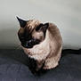 animal, calm, cat, cushion, cute, domestic, ears, feline, fur, gray, indoor, looking_down, mammal, pet, portrait, resting, siamese_cat, sitting, tail, whiskers