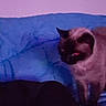 Chipie a rejoint le concours — aidez-le/la à gagner de superbes lots ! animal, bed, blanket, blue_blanket, cat, companion, cozy, domestic_animal, ears, feline, fur, indoor, low_light, pet, purple_background, red_eye, shadow, siamese_cat, sleeping_area, whiskers