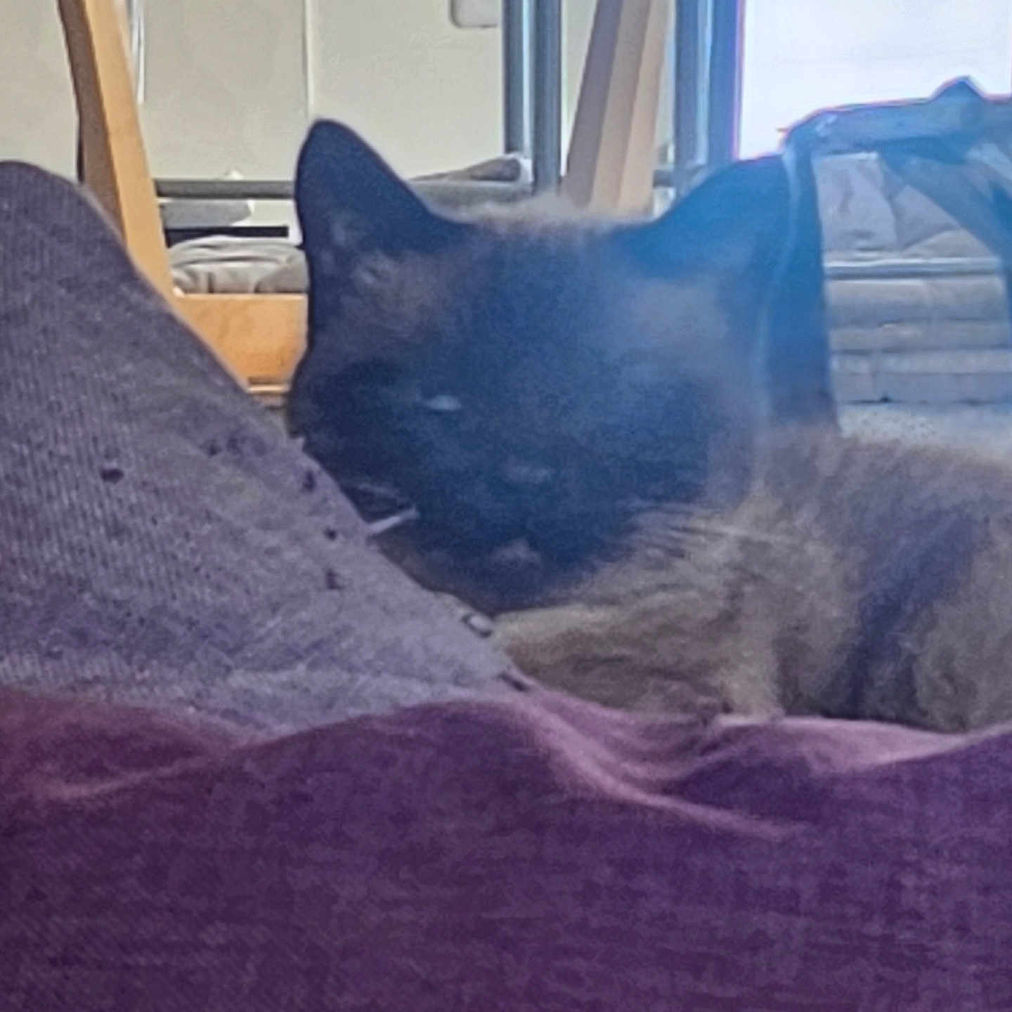 Chipe participe au concours pour gagner de l'argent avec cette photo : animal, blanket, blurred, cat, cozy, cushion, dim_light, domestic, feline, furniture, home, indoor, pet, purple, relaxing, resting, sky, soft_texture, window, wooden_chair