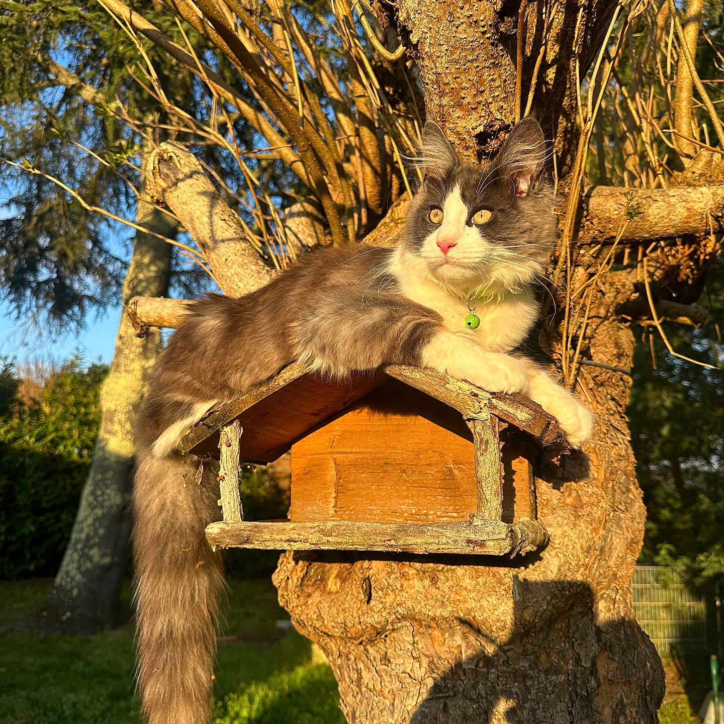 Hermès a rejoint le concours — aidez-le/la à gagner de superbes lots ! animal, birdhouse, branch, cat, collar, cute, daylight, feline, fluffy_cat, garden, greenery, nature, outdoor, pet, relaxed, shadow, sunlight, tree, wildlife, wood