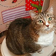 Princess joined the competition — help win amazing prizes! animal, bathroom, cat, closeup, curious, cute, domestic_animal, feline, flower_pattern, fur, green_eyes, home, indoor, ladybug_pattern, pet, sitting, tabby, toilet, wallpaper, white_paws