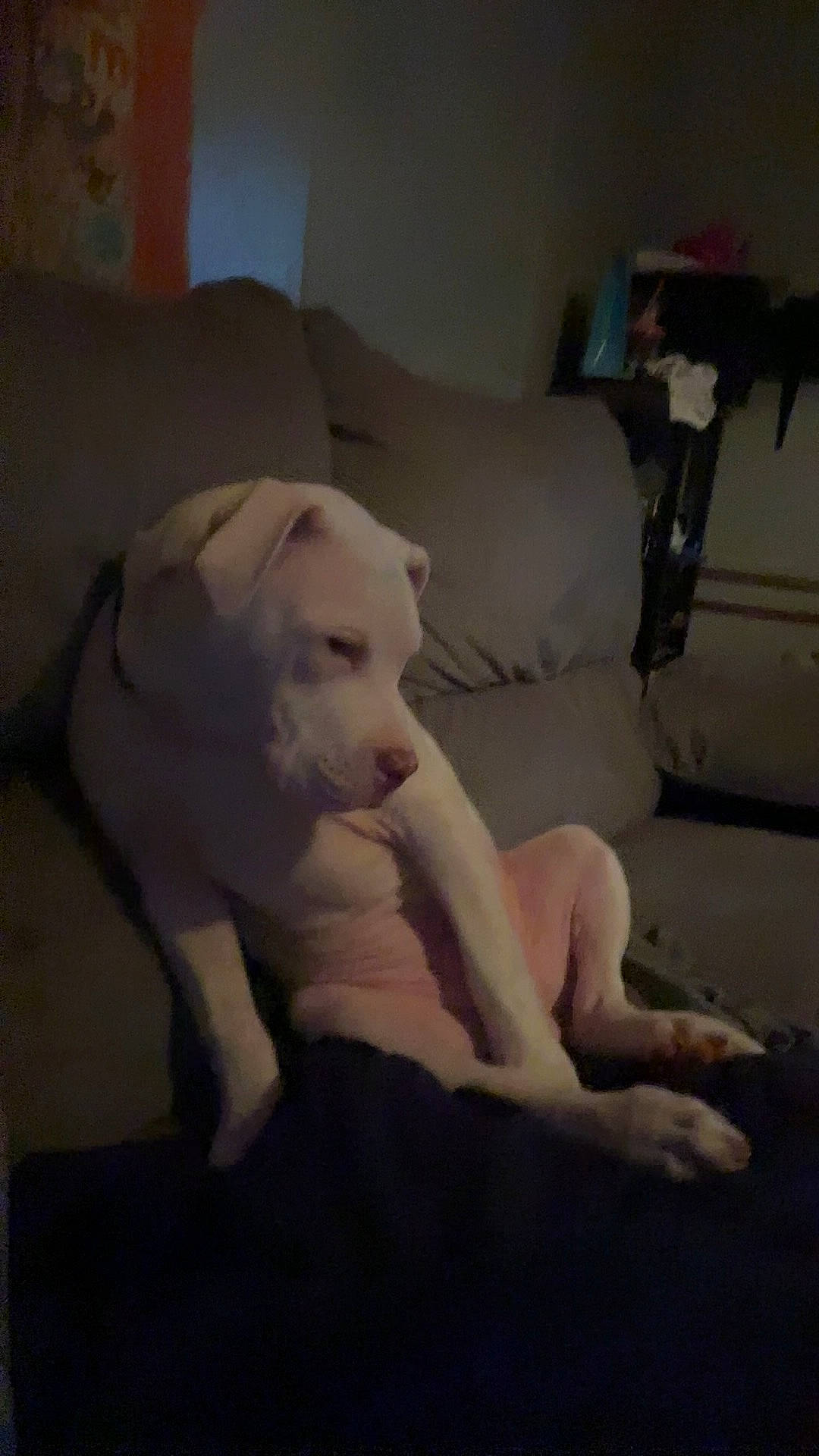 King joined the competition — help win amazing prizes! abdomen, carnivore, cloud, comfort, companion_dog, dog, dog_breed, fawn, felidae, flooring, fur, human_leg, jaw, knee, snout, tail, toy_dog, trunk, whiskers, working_animal