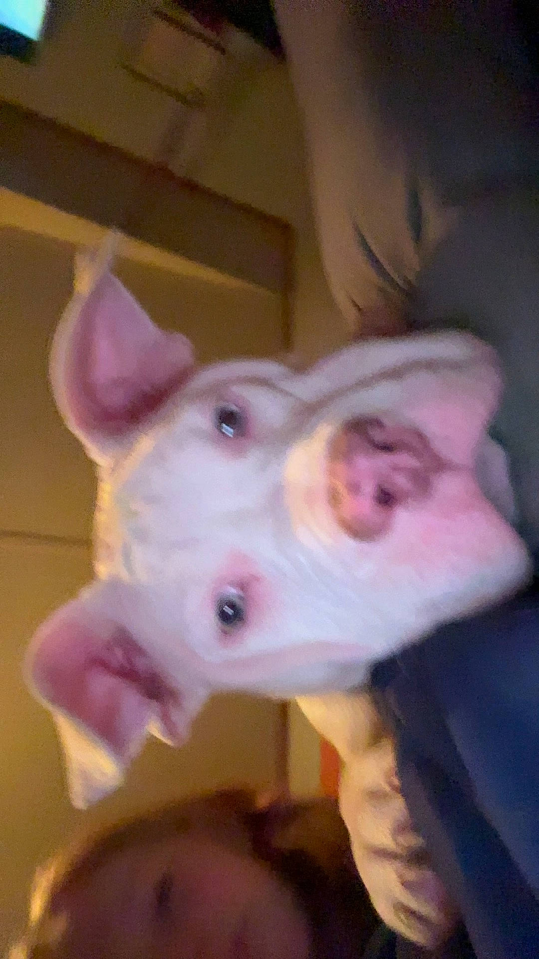 King is registered to the contest to win money with this photo: dog_breed, ear, eyelash, fawn, flesh, fur, jaw, magenta, natural_material, snout, whiskers, working_animal