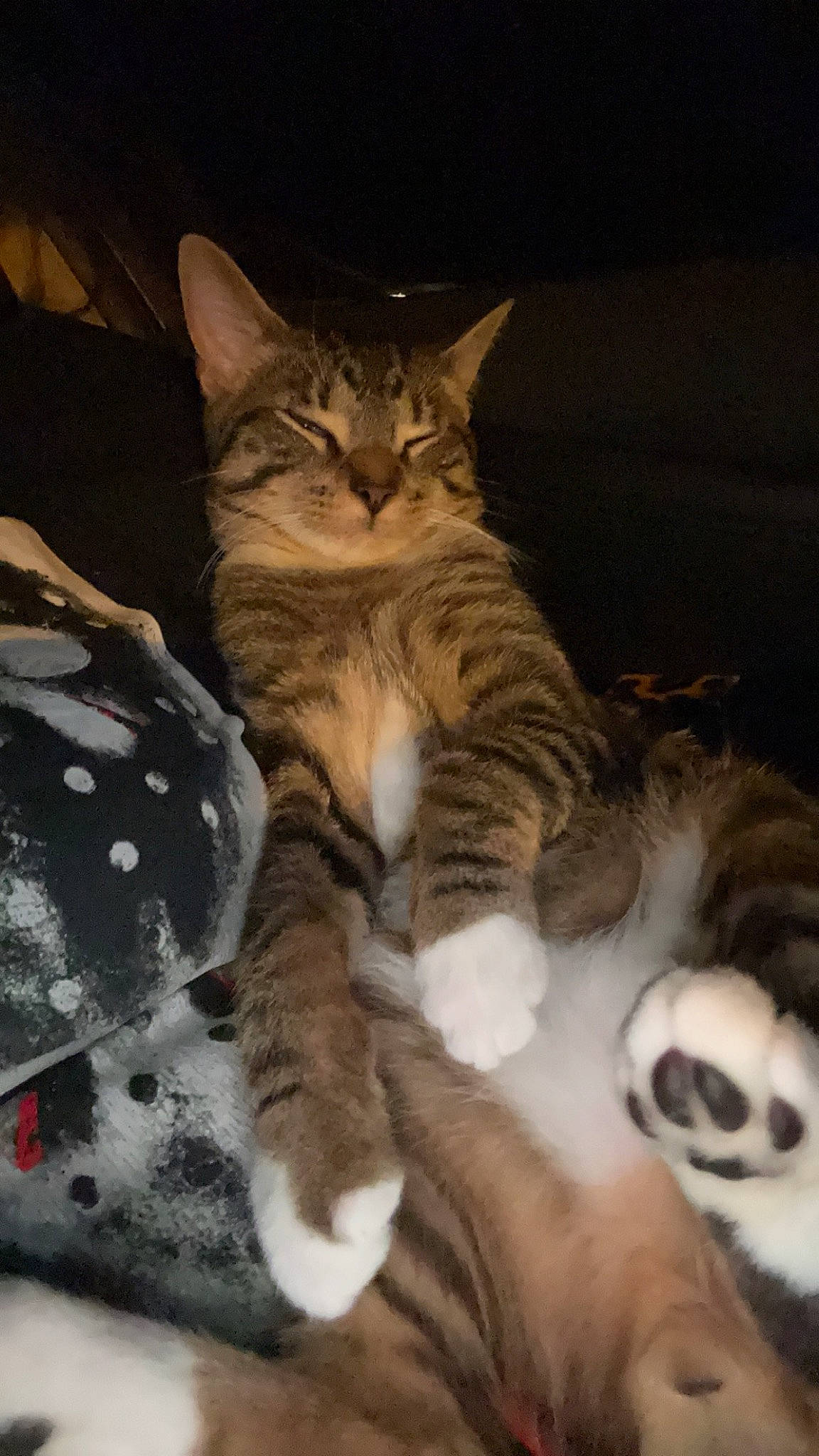 Jack is registered to the contest to win money with this photo: bed, carnivore, cat, claw, comfort, darkness, domestic_short_haired_cat, felidae, fur, nap, paw, sitting, sleep, small_to_medium_sized_cats, snout, tail, terrestrial_animal, tree, whiskers, wildlife