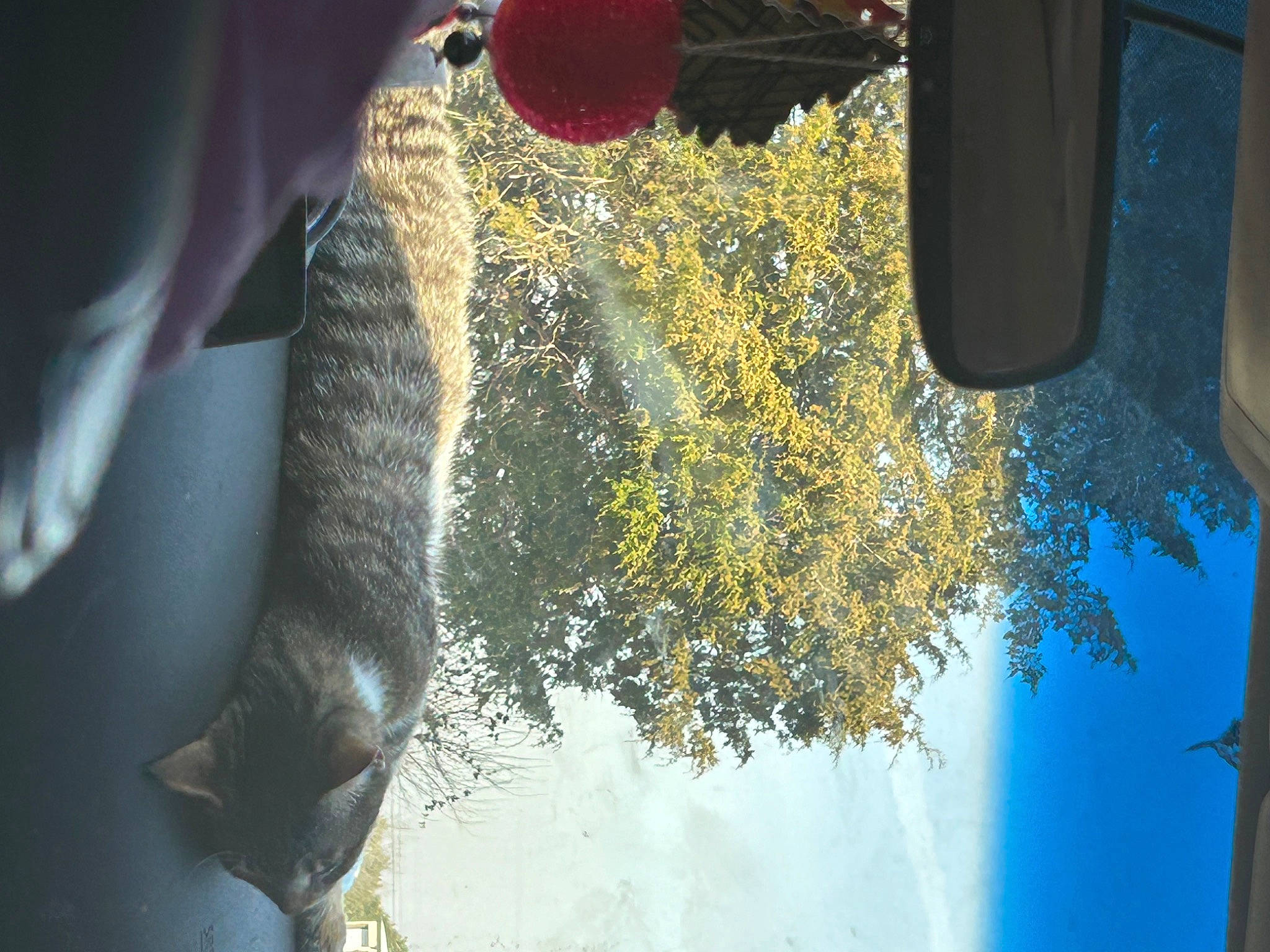 Jack joined the competition — help win amazing prizes! auto_part, automotive_exterior, automotive_lighting, automotive_tire, automotive_window_part, electric_blue, felidae, fish, fur, glass, glove, reflection, tail, tints_and_shades, tire, tree, vehicle_door, water, windshield, world