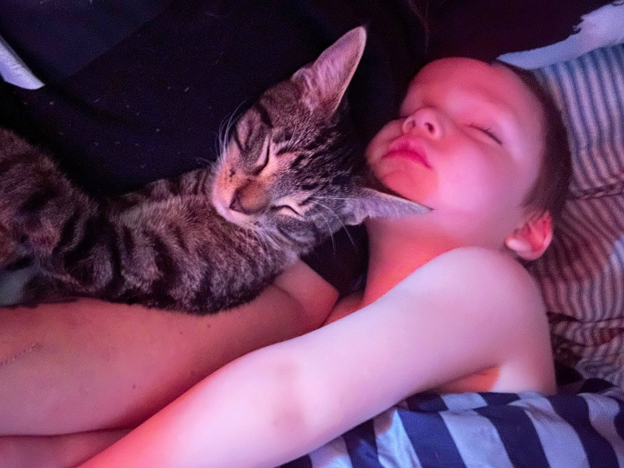 Jack joined the competition — help win amazing prizes! carnivore, cat, comfort, cool, couch, domestic_short_haired_cat, ear, felidae, finger, fur, gesture, hug, human_leg, lap, nail, paw, sitting, small_to_medium_sized_cats, thigh, whiskers