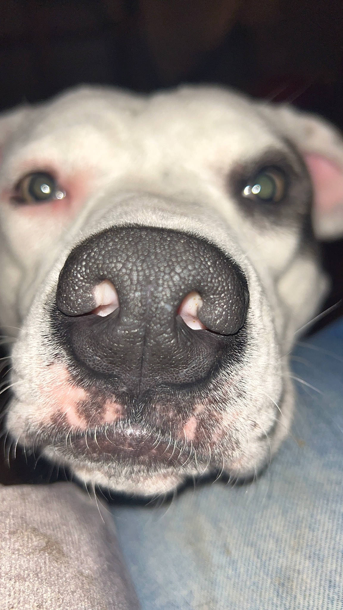 Zena is registered to the contest to win money with this photo: canidae, carnivore, close_up, collar, companion_dog, dog, dog_breed, eyelash, fang, fawn, fur, jaw, non_sporting_group, snout, sporting_group, terrestrial_animal, whiskers, working_animal