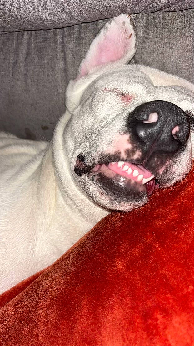 Zena is registered to the contest to win money with this photo: canidae, carnivore, collar, comfort, companion_dog, dog, dog_breed, ear, fawn, fur, molosser, non_sporting_group, pug, snout, sporting_group, terrestrial_animal, toy_dog, whiskers, working_animal, wrinkle