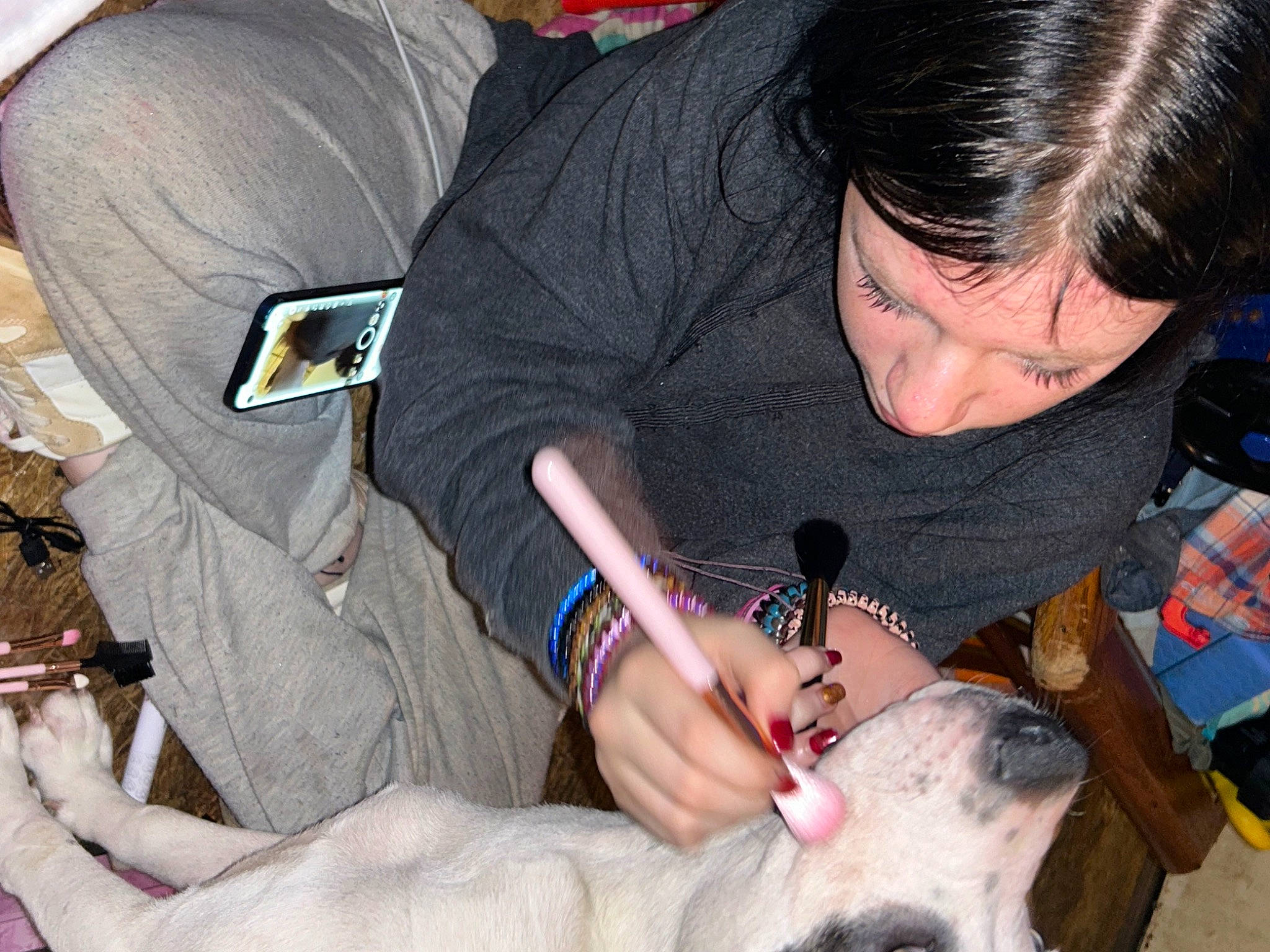 Zena joined the competition — help win amazing prizes! canidae, carnivore, collar, comfort, companion_dog, dog, dog_breed, ear, fawn, felidae, fur, lap, nail, organ, paw, small_to_medium_sized_cats, sporting_group, surgical_instrument, veterinarian, wrist