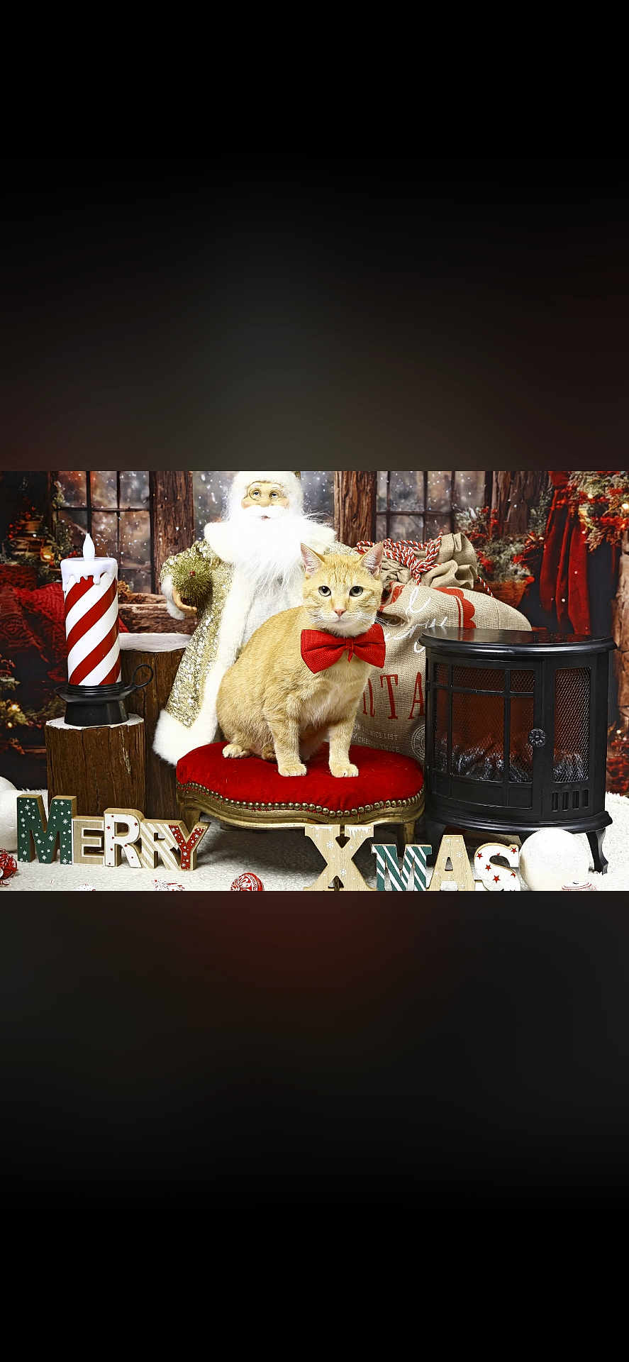 Simba a rejoint le concours — aidez-le/la à gagner de superbes lots ! cat, bow_tie, santa_figurine, christmas, holiday, decoration, candle, stool, sack, ornament, letters, merry_xmas, red_bow, plush, indoor, portrait, festive, cozy, pet, fireplace