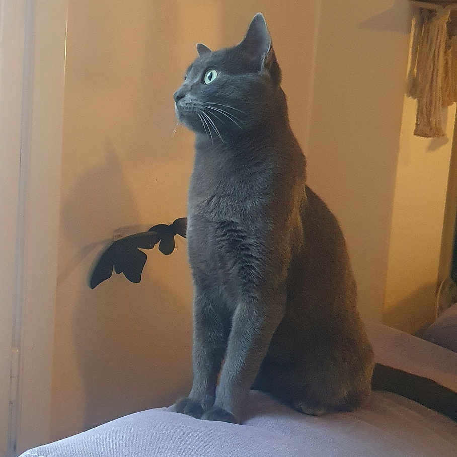 Pépone