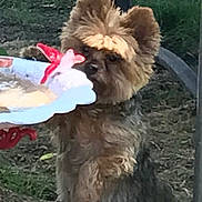 Yogi is registered to the contest to win money with this photo: animal, bow, brown, curious, daylight, decorative, dog, ears, fluffy, fur, grass, nature, outdoor, pet, plate, playful, small_dog, sniffing, standing, tree