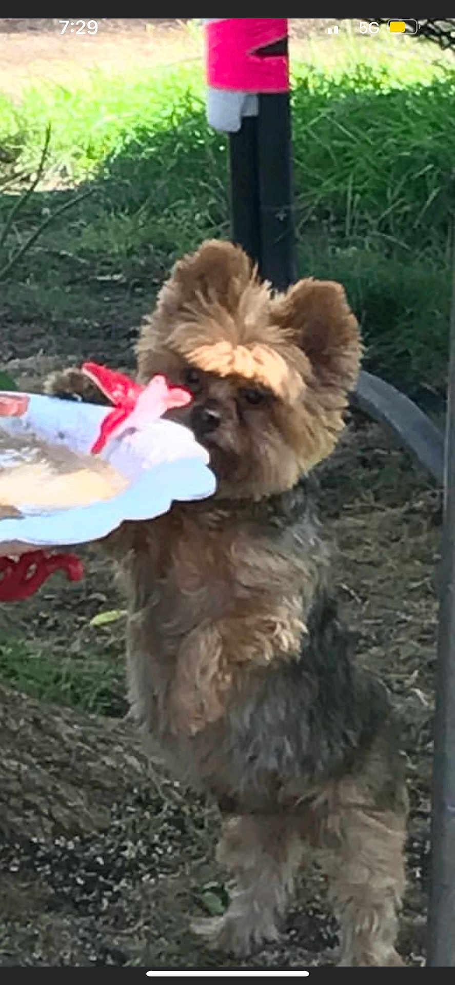 Yogi