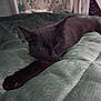 animal, bed, black_cat, blanket, cat, claws, comfort, cozy, cute, domestic_animal, feline, fur, indoor, pet, relaxed, resting, sleepy, soft, stretching, whiskers