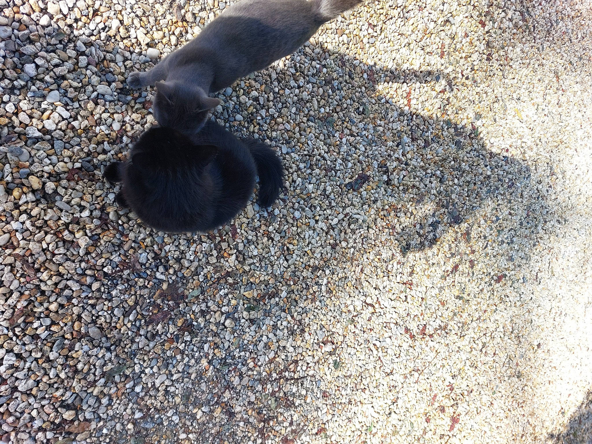 Ninja participe au concours pour gagner de l'argent avec cette photo : asphalt, automotive_tire, claw, foot, fur, glove, grass, human_leg, paw, pebble, road_surface, rock, sand, shadow, soil, sporting_group, tail, tar, terrestrial_animal