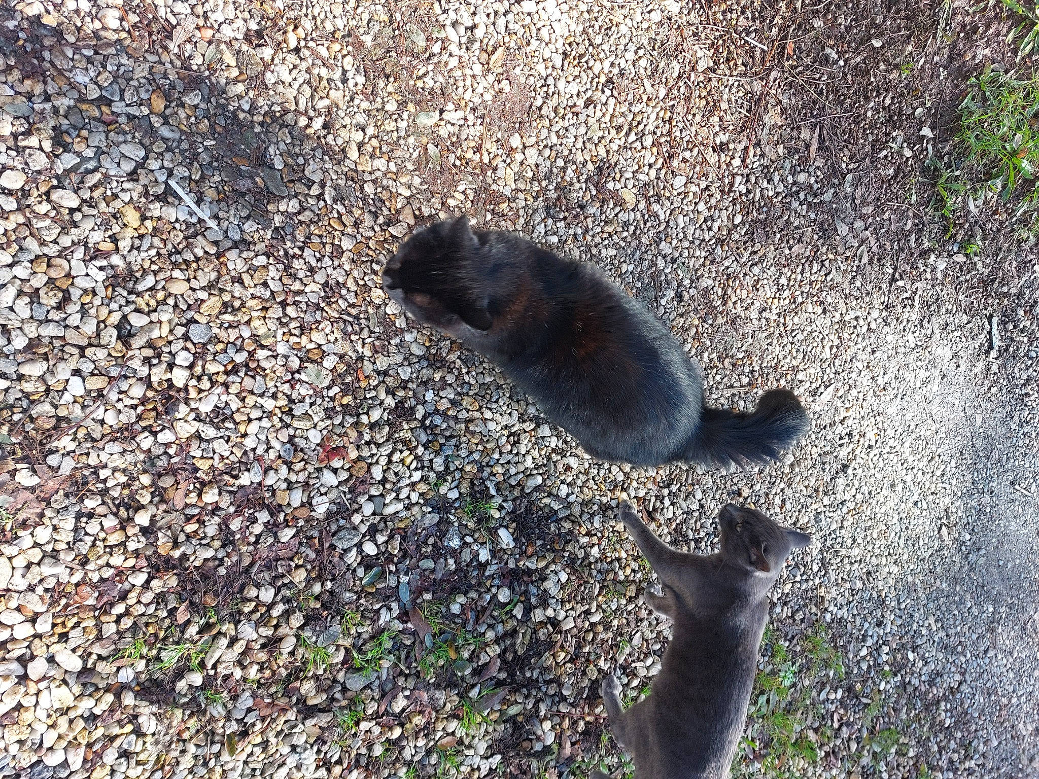 Ninja a rejoint le concours — aidez-le/la à gagner de superbes lots ! asphalt, fur, grass, hoary_marmot, mammal, marsupial, paw, plant, road_surface, rock, rodent, shadow, snout, soil, squirrel, tail, terrestrial_animal, wildlife