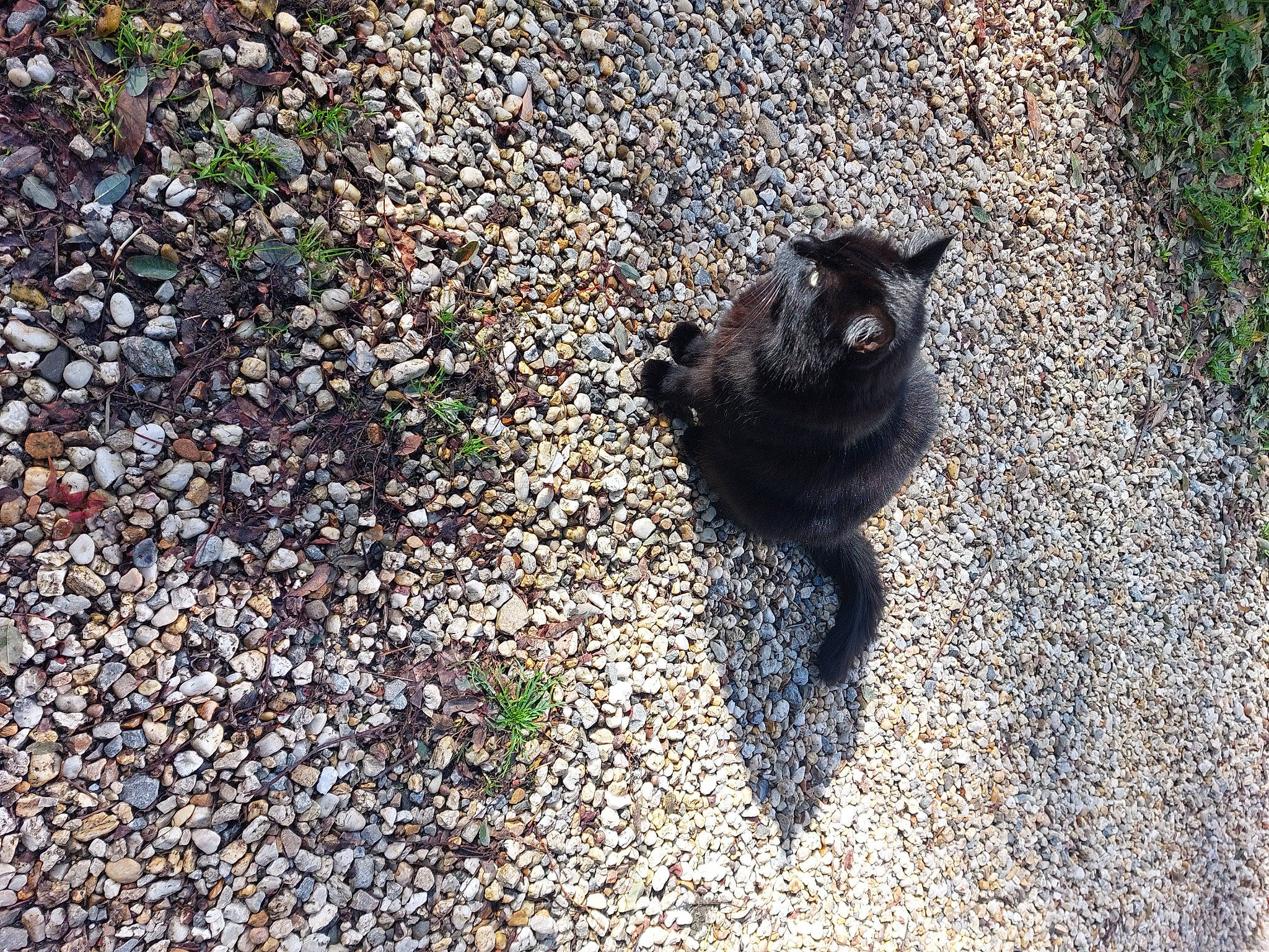 Ninja a rejoint le concours — aidez-le/la à gagner de superbes lots ! asphalt, black_cat, bombay, carnivore, cat, dog_breed, domestic_short_haired_cat, felidae, grass, groundcover, leaf, road_surface, small_to_medium_sized_cats, snout, soil, sporting_group, tail, tar, terrestrial_animal, whiskers