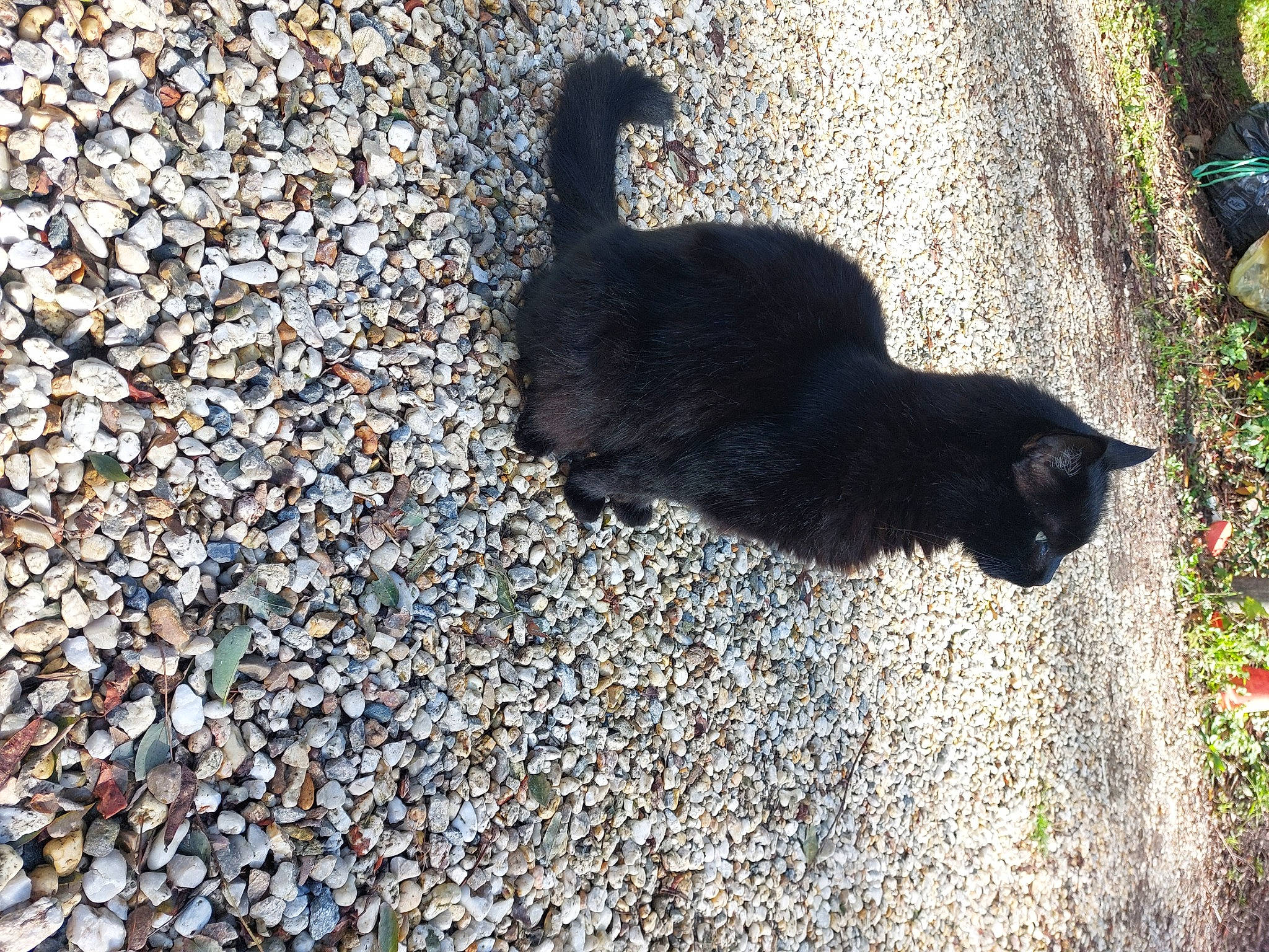 Ninja a rejoint le concours — aidez-le/la à gagner de superbes lots ! asphalt, black_cat, bombay, carnivore, cat, domestic_short_haired_cat, felidae, fur, grass, plant, road_surface, small_to_medium_sized_cats, snout, soil, tail, tar, terrestrial_animal, tints_and_shades, tree, whiskers