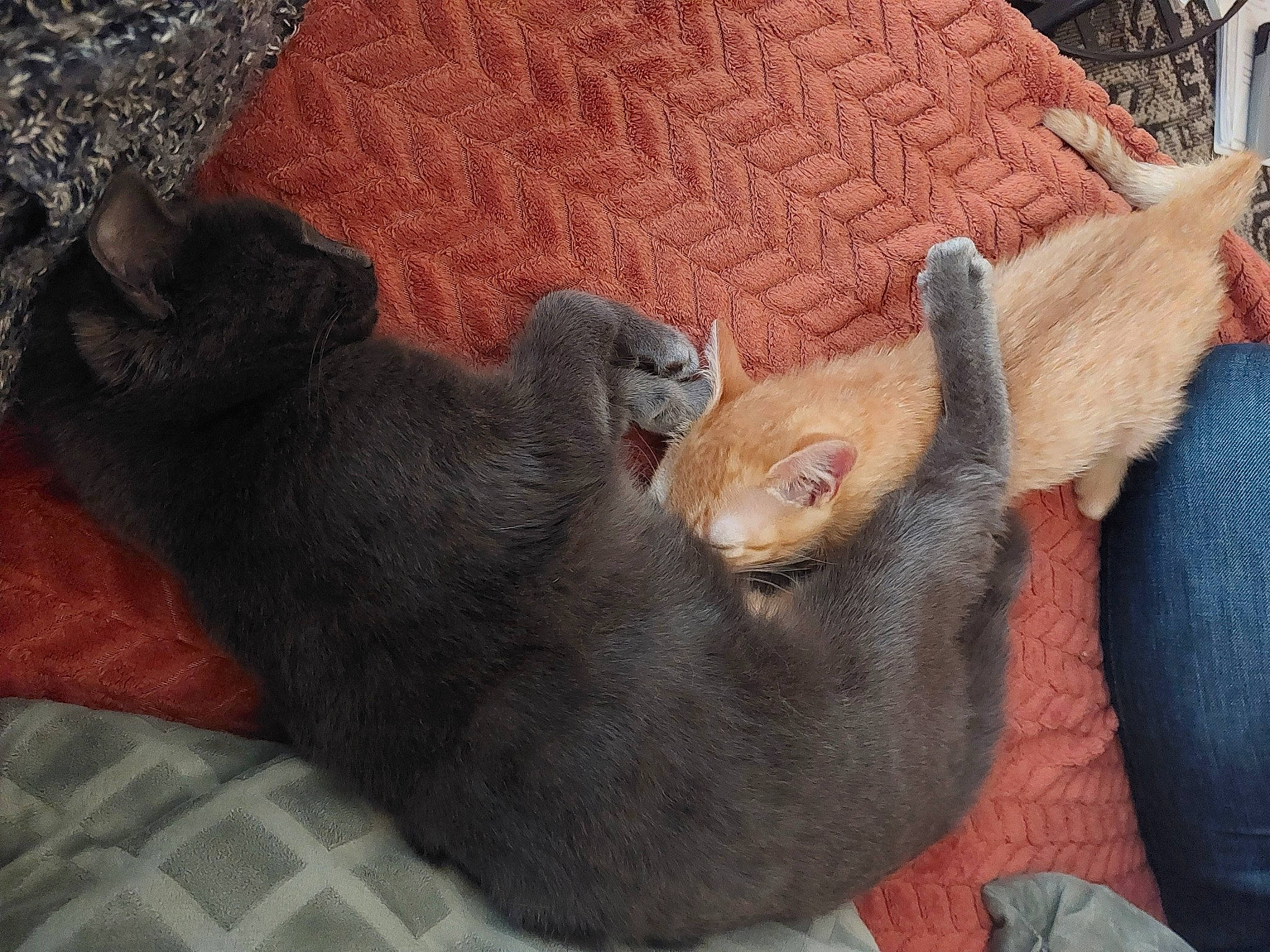 Pot De Colle participe au concours pour gagner de l'argent avec cette photo : black_cat, bombay, carnivore, cat, claw, comfort, companion_dog, dog_breed, domestic_short_haired_cat, felidae, fur, liver, mustelidae, paw, small_to_medium_sized_cats, sporting_group, tail, terrestrial_animal, whiskers, wood