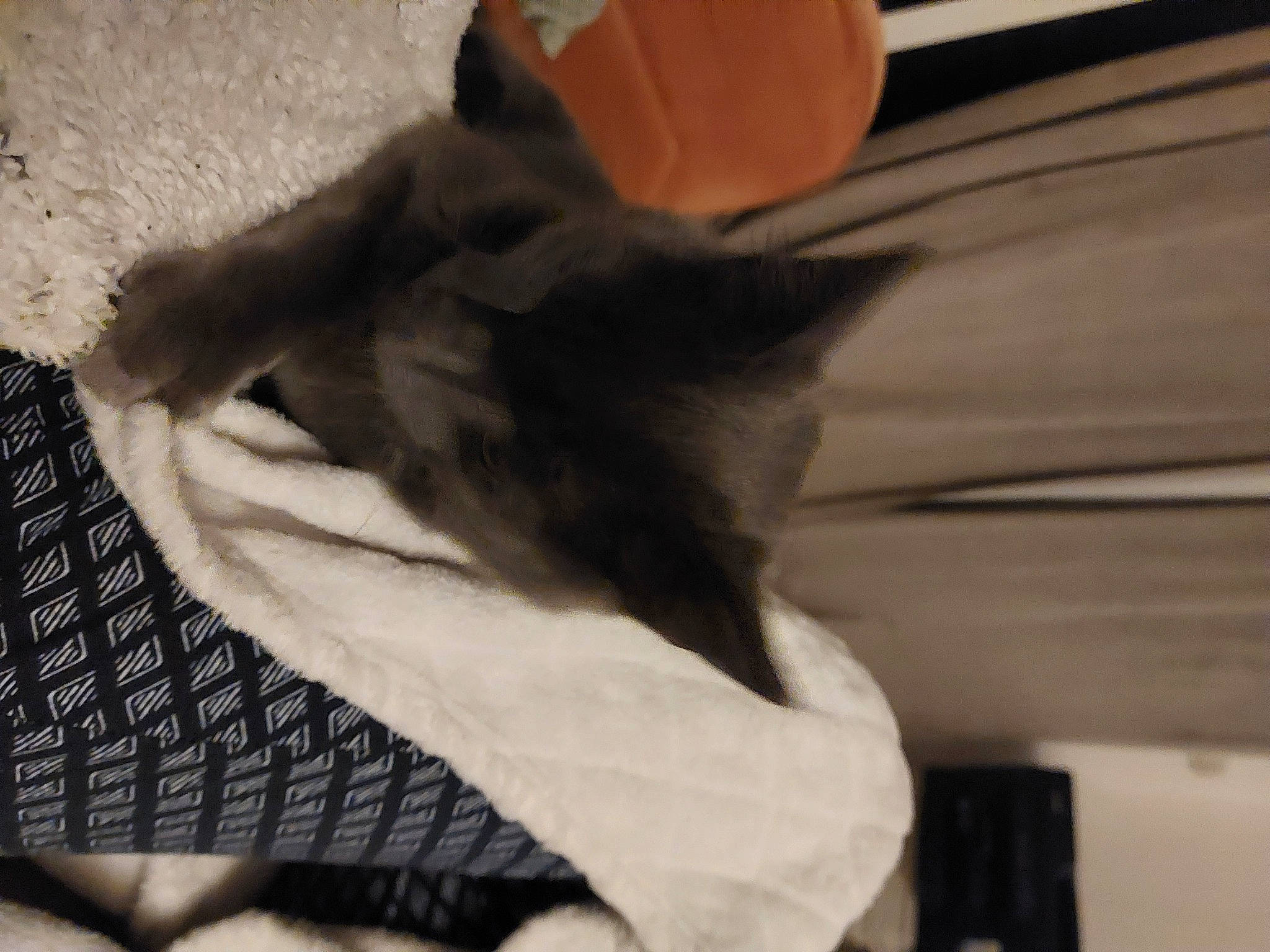 Pot De Colle participe au concours pour gagner de l'argent avec cette photo : black_cat, canidae, carnivore, cat, claw, comfort, dog_breed, domestic_short_haired_cat, fawn, felidae, fur, gesture, grey, human_leg, linens, paw, small_to_medium_sized_cats, tail, tints_and_shades, whiskers