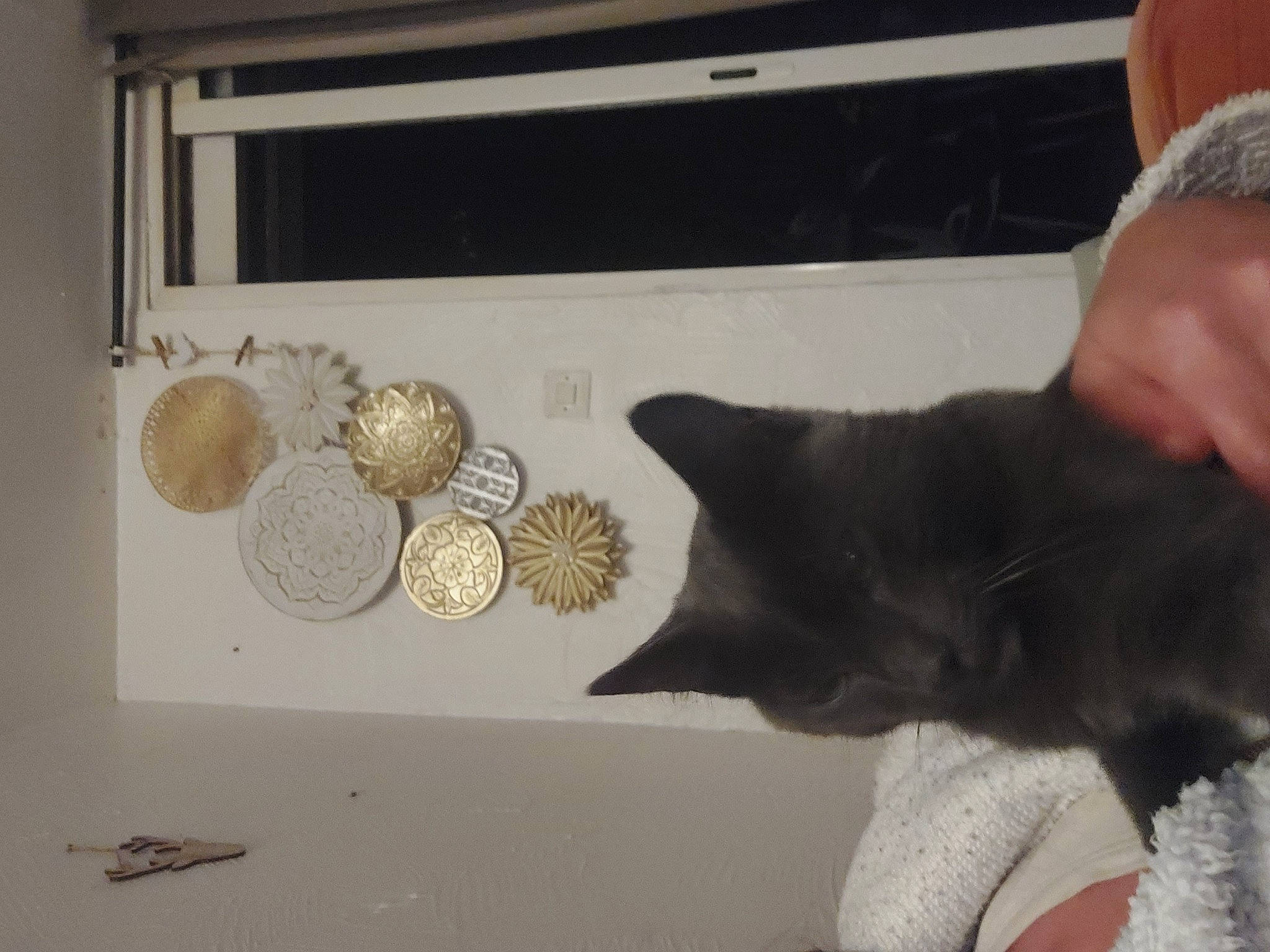 Pot De Colle participe au concours pour gagner de l'argent avec cette photo : art, black_cat, cat, circle, coin, currency, domestic_short_haired_cat, ear, fashion_accessory, felidae, fur, gesture, glass, jewellery, metal, money, paw, small_to_medium_sized_cats, tail, whiskers