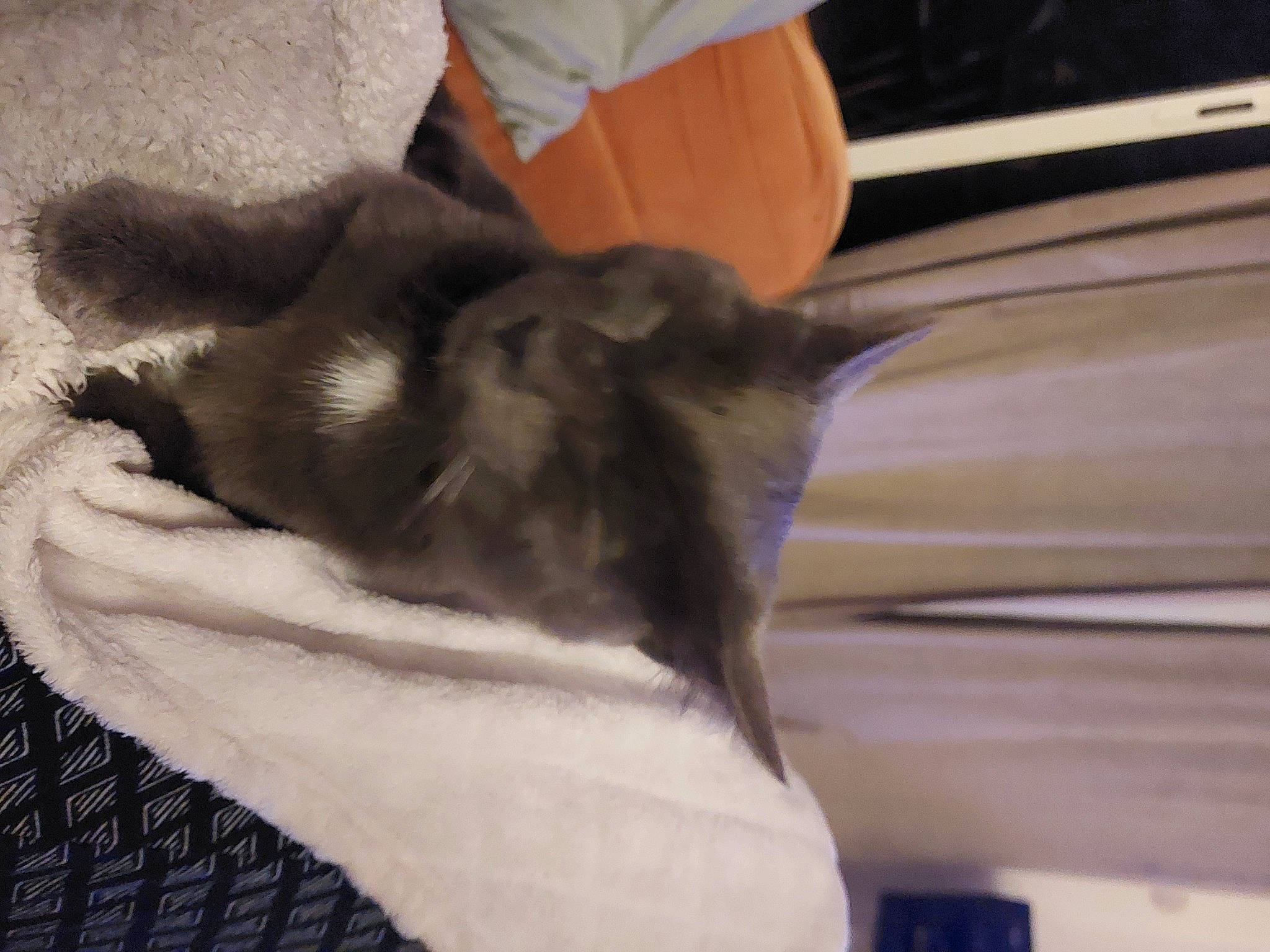 Pot De Colle participe au concours pour gagner de l'argent avec cette photo : black_cat, canidae, carnivore, cat, claw, comfort, companion_dog, dog_breed, domestic_short_haired_cat, fawn, felidae, gesture, human_leg, paw, small_to_medium_sized_cats, snout, sporting_group, tail, whiskers, wood