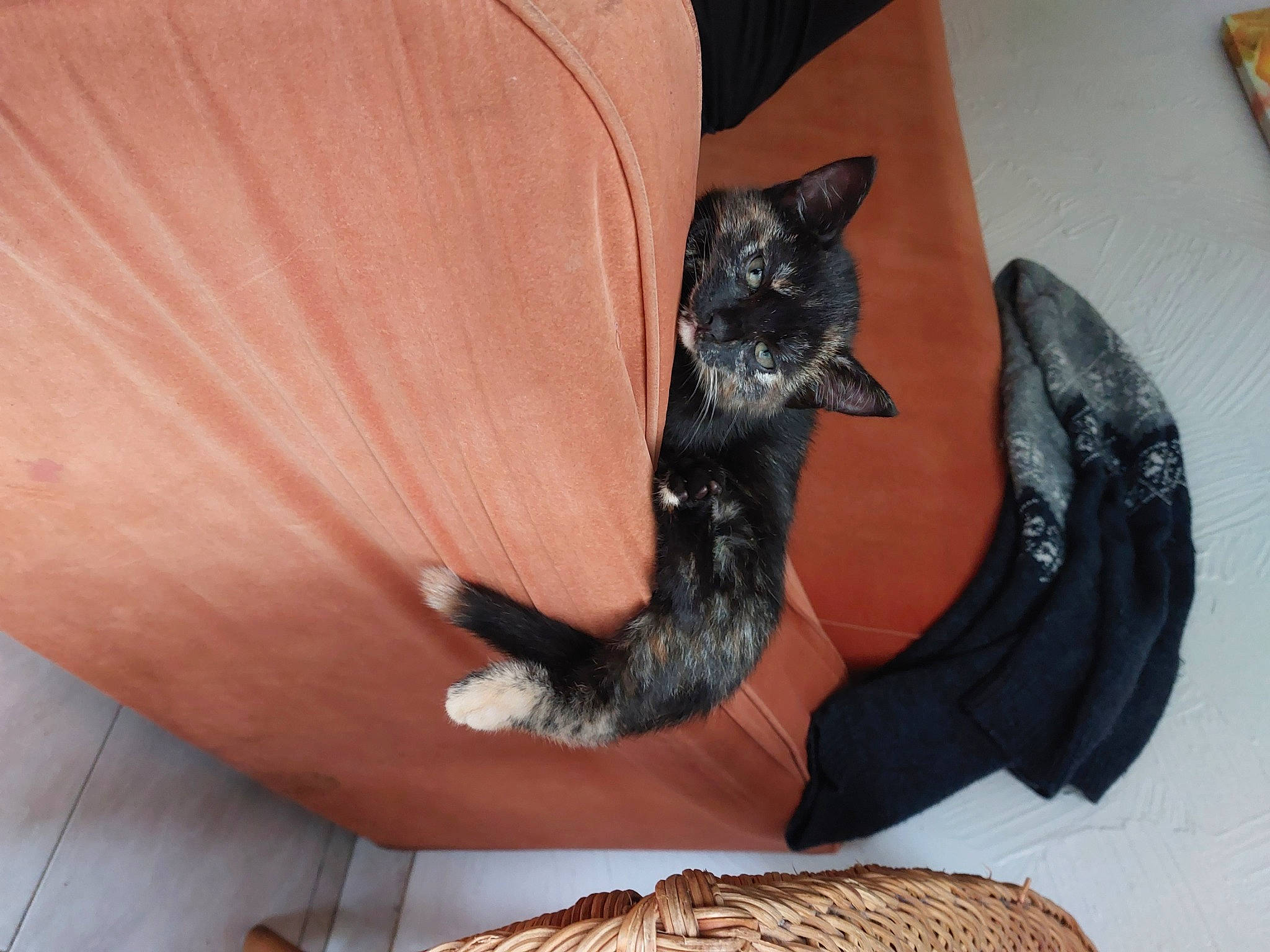 Matsa participe au concours pour gagner de l'argent avec cette photo : black_cat, canidae, carnivore, cat, claw, comfort, couch, dog_breed, domestic_short_haired_cat, fawn, felidae, fur, human_leg, paw, small_to_medium_sized_cats, sporting_group, tail, thigh, whiskers, wood