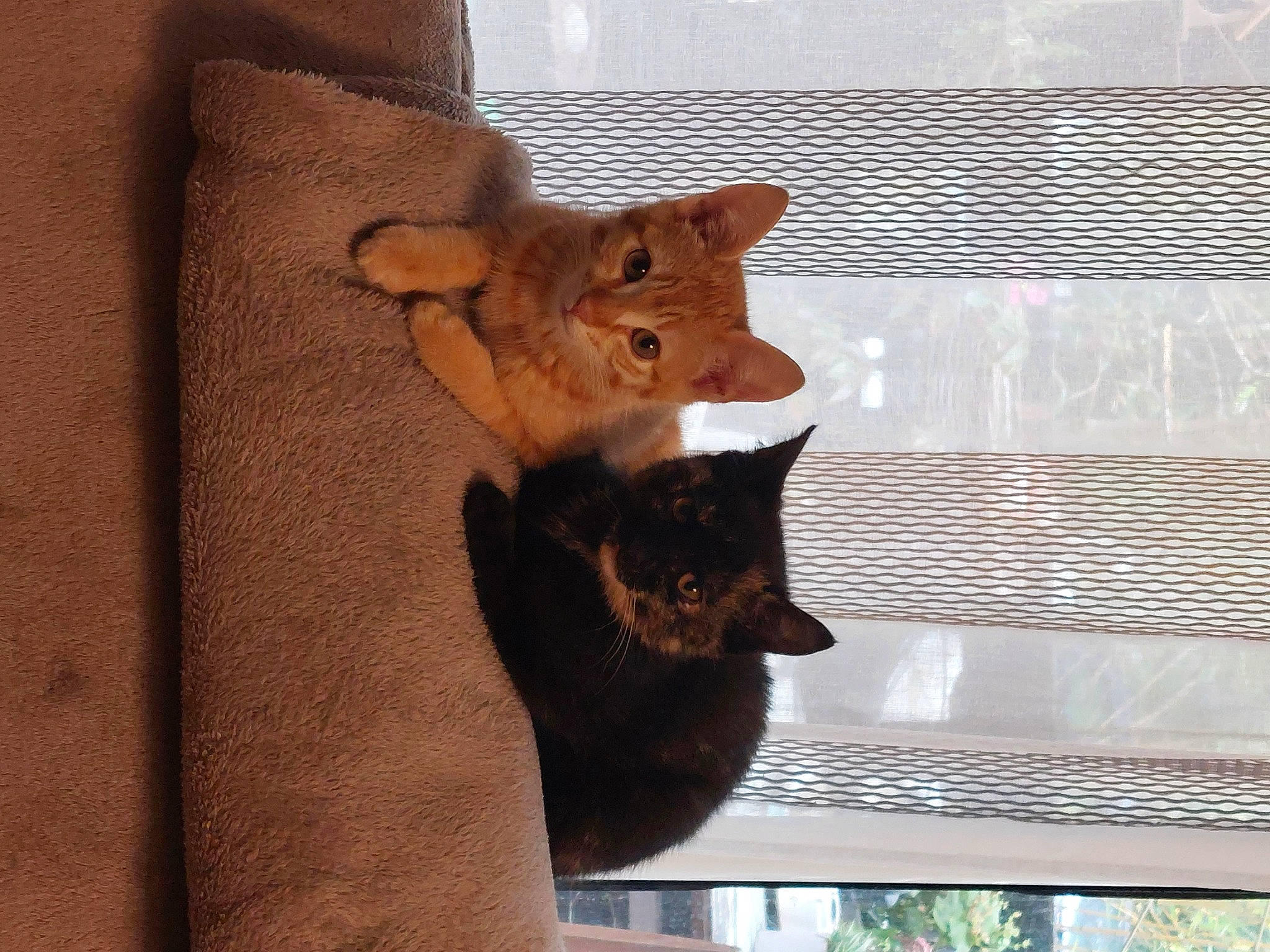 Matsa a rejoint le concours — aidez-le/la à gagner de superbes lots ! art, carnivore, cat, chair, domestic_short_haired_cat, fawn, felidae, fur, plant, small_to_medium_sized_cats, snout, table, tail, terrestrial_animal, tree, twig, whiskers, window, wood, working_animal