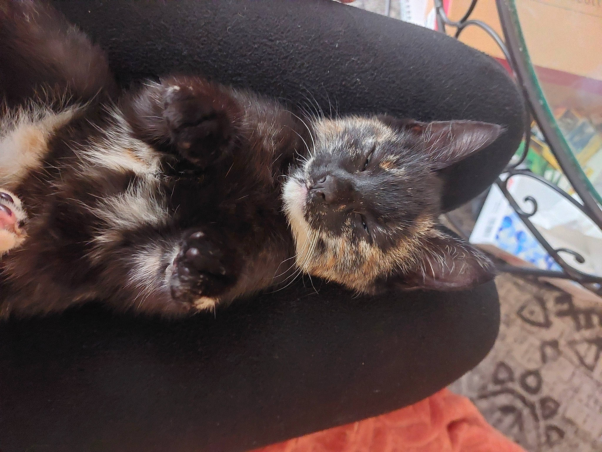 Matsa participe au concours pour gagner de l'argent avec cette photo : canidae, carnivore, cat, claw, comfort, companion_dog, dog_breed, domestic_short_haired_cat, felidae, foot, fur, nap, paw, sleep, small_to_medium_sized_cats, snout, sporting_group, tail, terrestrial_animal, whiskers