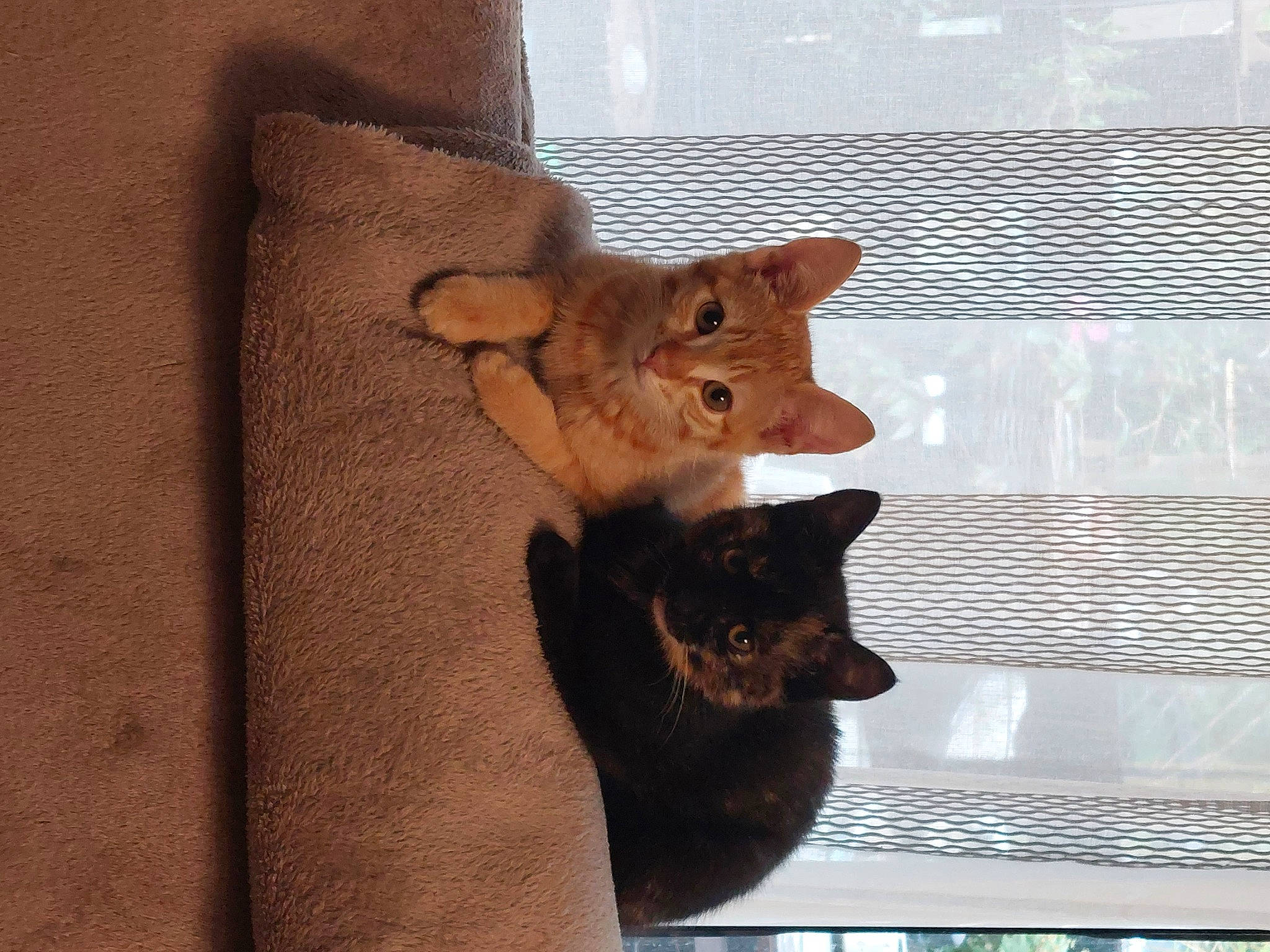 Gaufrette participe au concours pour gagner de l'argent avec cette photo : animal_shelter, art, brown, carnivore, cat, domestic_short_haired_cat, fawn, felidae, fur, mammal, room, small_to_medium_sized_cats, tail, textile, tree, vertebrate, whiskers, window, window_blind, wood