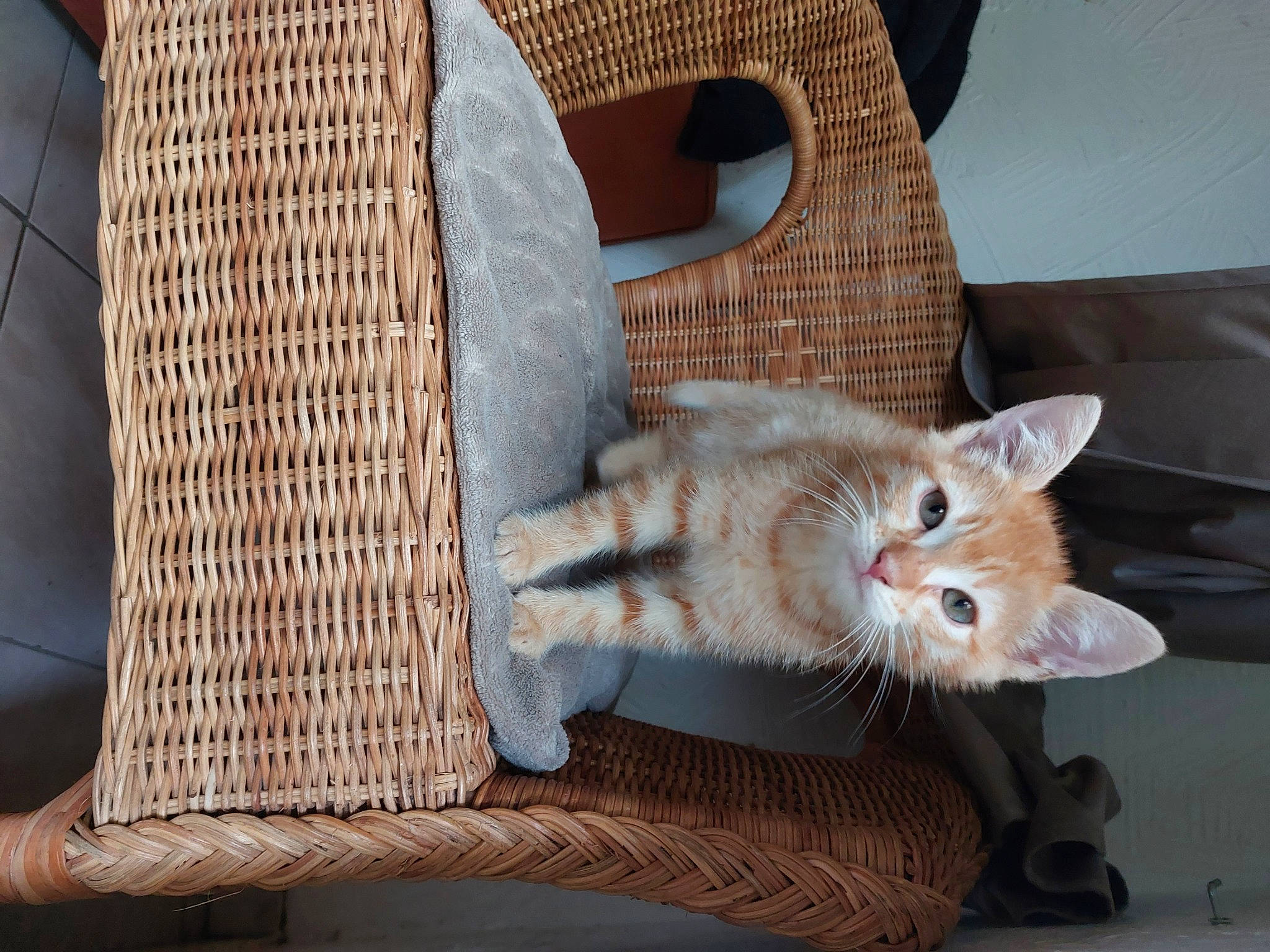 Gaufrette participe au concours pour gagner de l'argent avec cette photo : carnivore, cat, cat_supply, chair, comfort, couch, domestic_short_haired_cat, fawn, felidae, flooring, fur, furniture, hardwood, paw, small_to_medium_sized_cats, tail, whiskers, wood, wool, woolen