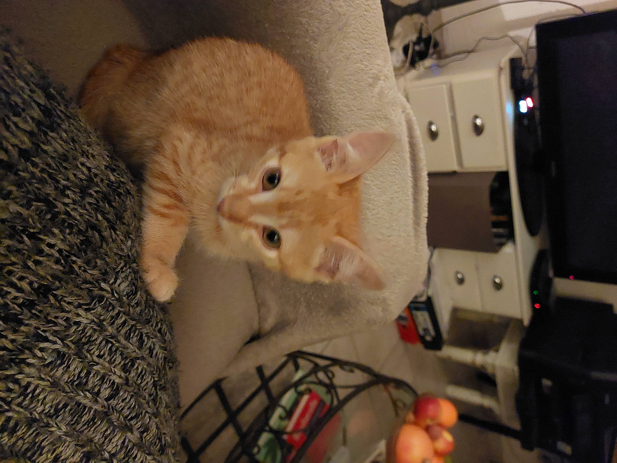 Gaufrette participe au concours pour gagner de l'argent avec cette photo : audio_equipment, carmine, carnivore, cat, comfort, computer_hardware, domestic_short_haired_cat, electrical_wiring, fawn, felidae, fur, gadget, machine, nail, small_to_medium_sized_cats, snout, tail, whiskers, wire, wood