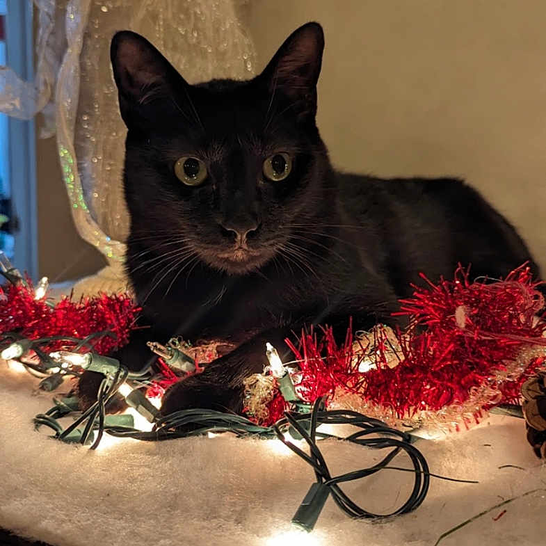 Binx is registered to the contest to win money with this photo: angel_statue, animal, black_cat, cat, christmas_lights, cozy, cute, decoration, feline, festive, glowing_lights, holiday, indoor, ornament, pet, relaxed, shadow, soft_surface, tabletop, tinsel