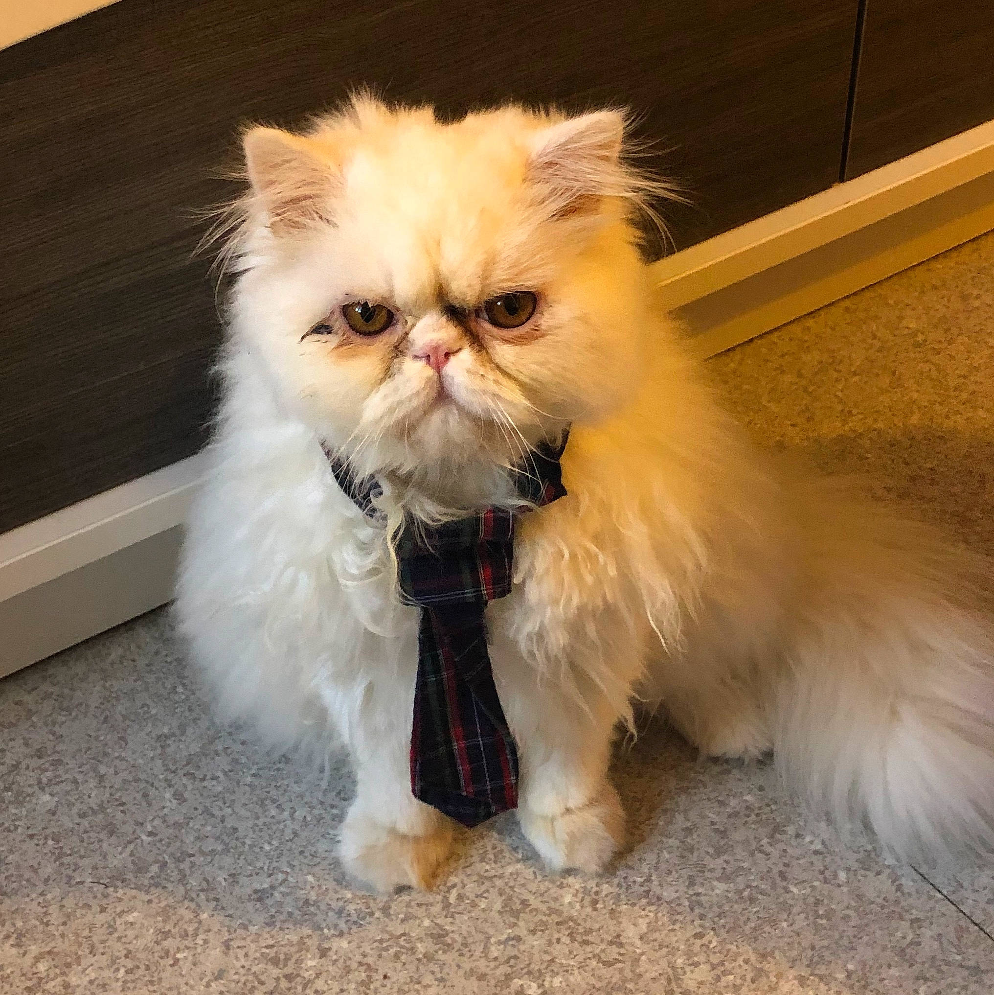 Papuche Le Colerique