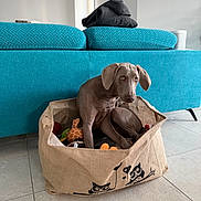 Aimée participe au concours pour gagner de l'argent avec cette photo : dog, weimaraner, basket, toys, indoor, couch, turquoise, fabric_basket, owl_print, tile_floor, pet, curious, sitting, home, furniture, folded_clothes, cozy, bright, animal, companion