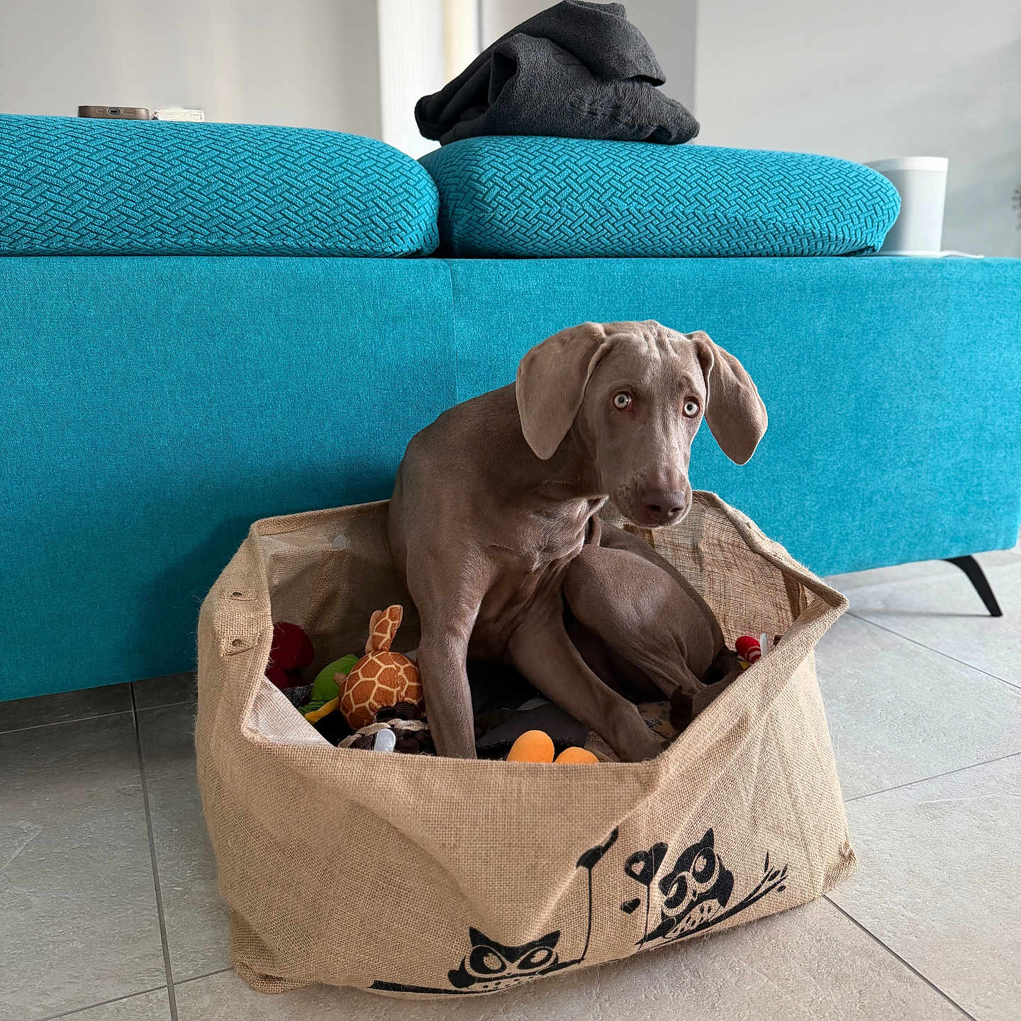 Aimée participe au concours pour gagner de l'argent avec cette photo : animal, basket, bright, companion, couch, cozy, curious, dog, fabric_basket, folded_clothes, furniture, home, indoor, owl_print, pet, sitting, tile_floor, toys, turquoise, weimaraner
