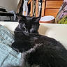 black_cat, cat, feline, pet, indoor, couch, pillow, stairs, wooden_stairs, lamp, clothing, hanging_clothes, furniture, relaxed, sleepy, fur, whiskers, close_up, home, cozy
