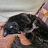 Miou Miou participe au concours pour gagner de l'argent avec cette photo : cat, black_cat, fluffy, pet, indoor, relaxing, upside_down, couch, pillow, orange, purple, fur, tail, green_eyes, cozy, resting, cute, animal, domestic, feline