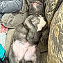 Rubble is registered to the contest to win money with this photo: dog, puppy, sleeping, gray_fur, white_patch, couch, cushion, person, sweatshirt, relaxed, indoor, cozy, nap, pet, animal, paw, belly, resting, fur, cute