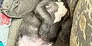 Rubble is registered to the contest to win money with this photo: dog, puppy, sleeping, gray_fur, white_patch, couch, cushion, person, sweatshirt, relaxed, indoor, cozy, nap, pet, animal, paw, belly, resting, fur, cute