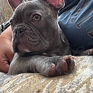Rubble joined the competition — help win amazing prizes! dog, puppy, french_bulldog, animal, pet, couch, furniture, indoor, closeup, paw, ear, person, shirt, blue_shirt, resting, cozy, texture, living_room, cute, companion
