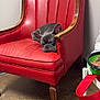 Rubble is registered to the contest to win money with this photo: dog, french_bulldog, puppy, sleeping, red_chair, leather_chair, vintage_furniture, indoor, floor, wall, pet_bowl, dog_food, leash, cozy, resting, cute, small_dog, wooden_legs, domestic, quiet