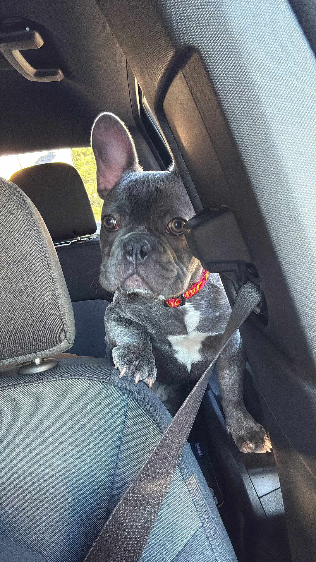 Rubble is registered to the contest to win money with this photo: dog, french_bulldog, car, seat, seatbelt, pet, animal, inside, window, collar, ear, paw, cute, looking, curious, transportation, travel, vehicle, companion, domestic_animal