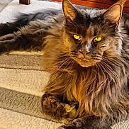 Rimbaud participe au concours pour gagner de l'argent avec cette photo : cat, long_hair, amber_eyes, pet, indoor, feline, relaxed, fur, whiskers, carpet, wooden_furniture, sunlight, cozy, domestic_animal, animal, closeup, portrait, resting, paw, home