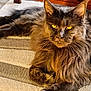 cat, long_hair, amber_eyes, pet, indoor, feline, relaxed, fur, whiskers, carpet, wooden_furniture, sunlight, cozy, domestic_animal, animal, closeup, portrait, resting, paw, home