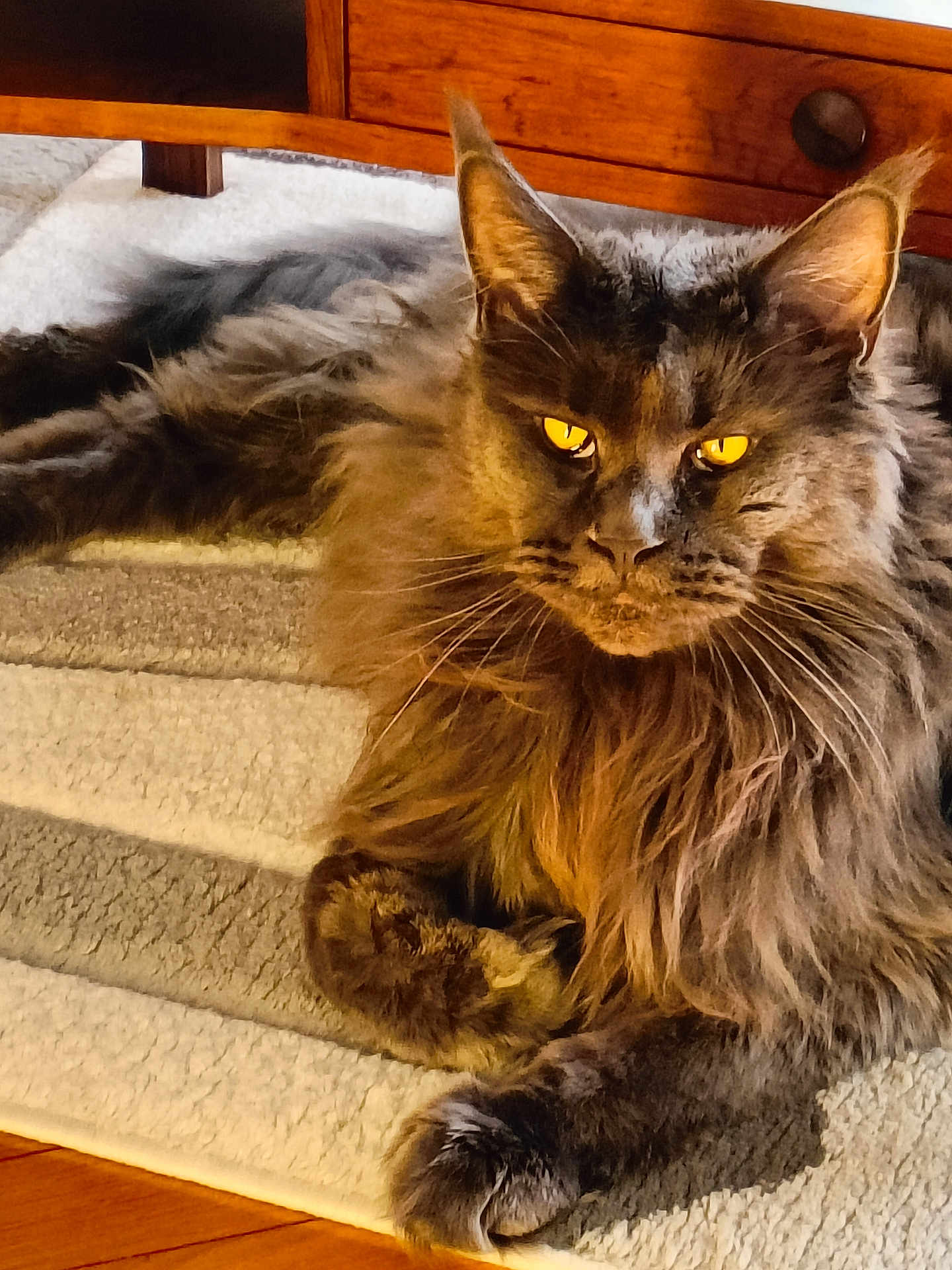 Rimbaud participe au concours pour gagner de l'argent avec cette photo : cat, long_hair, amber_eyes, pet, indoor, feline, relaxed, fur, whiskers, carpet, wooden_furniture, sunlight, cozy, domestic_animal, animal, closeup, portrait, resting, paw, home
